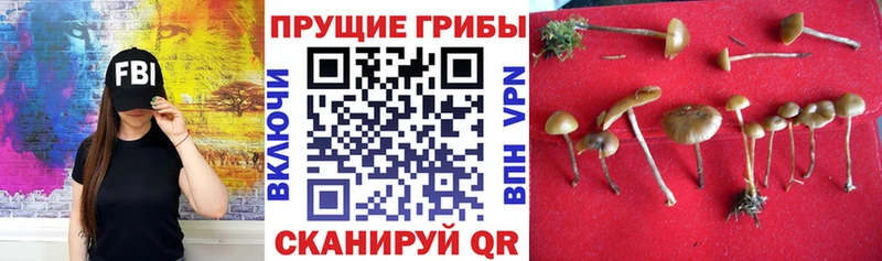 Галлюциногенные грибы MAGIC MUSHROOMS  Купить закладки  Отрадный 